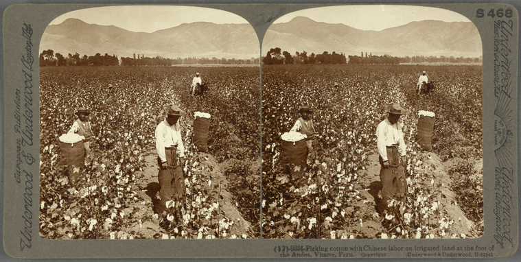 Picking cotton with Chinese labor on irrigated land at the foot of the Andes, Vitarte, Peru.